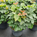 Viburnum opulus 'Nanum'<br> (Gemeiner Schneeball / Adoxaceae) 