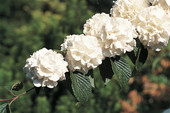 Viburnum plicatum <br> (Japanischer Schneeball / Adoxaceae)