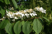 Viburnum plicatum f. tomentosum 'Lanarth' <br> (Japanischer Schneeball/Adoxaceae)