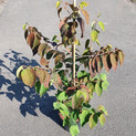 Viburnum plicatum 'Mariesii'<br> (Japanischer Schneeball/Adoxaceae)