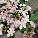 Viburnum plicatum 'Molly Schroeder'<br> (Japanischer Schneeball/Caprifoliaceae)