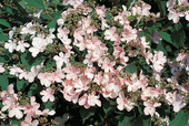 Viburnum plicatum 'Pink Beauty'<br> (Japanischer Schneeball/Adoxaceae)