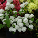 Viburnum plicatum 'Sterile' <br> (Japanischer Schneeball/Adoxaceae)