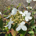 Viburnum plicatum 'Summer Snowflake' <br> (Japanischer Schneeball / Adoxaceae)