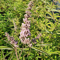 Vitex agnus-castus 'Rosea'<br> Mönchspfeffer, Keuschbaum (Verbenaceae)