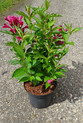 Weigela florida 'Big Love'®  <br> (Weigelie / Caprifoliaceae)