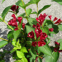 Weigela florida 'Cherry Love'® <br> (Weigelie / Caprifoliaceae)
