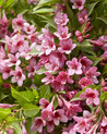 Weigela florida 'Picobella Rosa'Ⓢ<br> (Weigelie/Caprifoliaceae)
