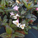 Weigela florida 'Vintage Love'® <br> (Weigelie / Caprifoliaceae)