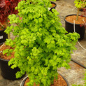 Weinblatt-Ahorn 'Little Gem' <br> (Acer circinatum / Aceraceae / Weinblatt-Ahorn, Weinahorn)