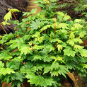 Weinblatt-Ahorn 'Whitney's Broom'<br> (Acer circinatum / Aceraceae / Weinblatt-Ahorn, Weinahorn)