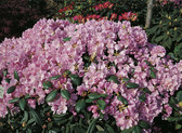 Rhododendron williamsianum 'Vater Böhlje'