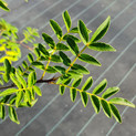 Zanthoxylum piperitum <br> (Szechuan Pfeffer, Japanischer Pfeffer, Chinesischer Pfeffer, Anispfeffer / Rutaceae, Rautengewächse)