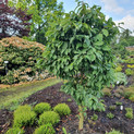 Zelkova serrata 'Goblin' <br> (Japanische Zelkove, Scheinulme / Ulmaceae)