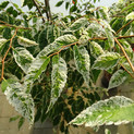 Zelkova serrata 'Variegata' (Zelkove, Scheinulme / Ulmaceae)
